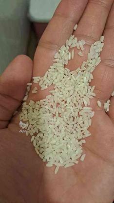 سرلاشه برنج هاشمی سورت شده در گروه خرید و فروش خدمات و کسب و کار در مازندران در شیپور-عکس1