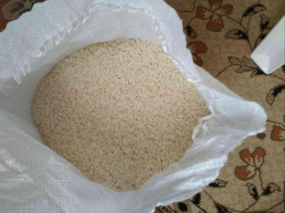برنج کشت دوم در گروه خرید و فروش خدمات و کسب و کار در مازندران در شیپور-عکس1