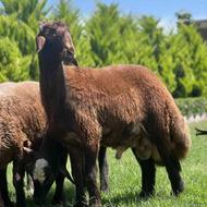 گوسفند بره قوچ 7 ماه افشاری اصیل