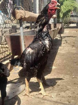 خروس لاری مرغ درجه یک سیاه در گروه خرید و فروش ورزش فرهنگ فراغت در آذربایجان شرقی در شیپور-عکس1