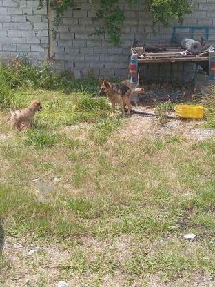 واگذاری سگ نسل های جدید در گروه خرید و فروش ورزش فرهنگ فراغت در مازندران در شیپور-عکس1