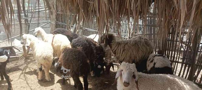 9 تا گوسفند 5 نر 4 تا ماده در گروه خرید و فروش ورزش فرهنگ فراغت در کرمان در شیپور-عکس1