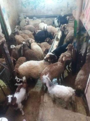 گوسفند زنده باپلاک دامپزشکی در گروه خرید و فروش ورزش فرهنگ فراغت در تهران در شیپور-عکس1