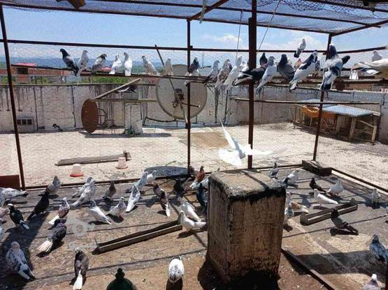 پرنده کبوتر در گروه خرید و فروش ورزش فرهنگ فراغت در مازندران در شیپور-عکس1