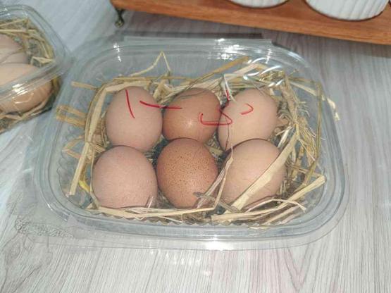 فروش عمده تخم مرغ محلی گلپا در گروه خرید و فروش خدمات و کسب و کار در تهران در شیپور-عکس1