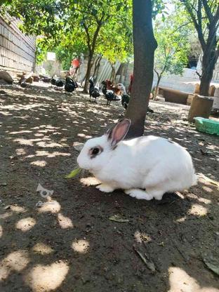 خرگوش بالغ نر کاملا دستی و سرحال در گروه خرید و فروش ورزش فرهنگ فراغت در مازندران در شیپور-عکس1
