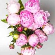 سفارش گیری و ارسال انواع گل به سراسر ایران