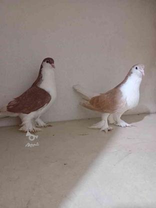 کبوتر لاهور هردو نر در گروه خرید و فروش ورزش فرهنگ فراغت در مازندران در شیپور-عکس1