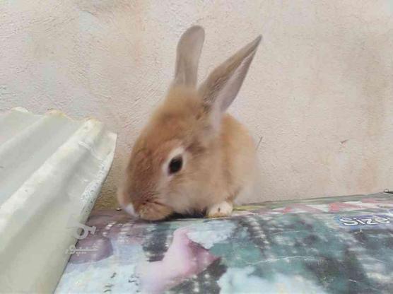خرگوش لوپ 6 ماهه در گروه خرید و فروش ورزش فرهنگ فراغت در خراسان رضوی در شیپور-عکس1