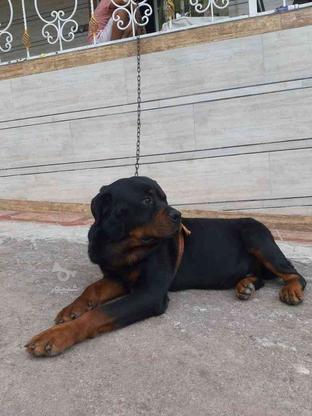 سگ روتوایلر نروماده کله مکعبی آلمانی واگزاری در گروه خرید و فروش ورزش فرهنگ فراغت در گیلان در شیپور-عکس1