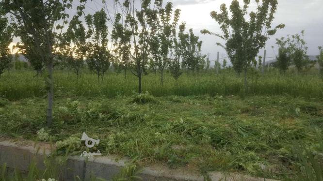 زمین باغی ارزان 700 متر در گروه خرید و فروش املاک در خراسان شمالی در شیپور-عکس1
