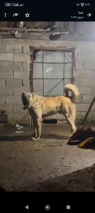 واگذاری سگ‌ سرابی ذات قدیم در گروه خرید و فروش ورزش فرهنگ فراغت در تهران در شیپور-عکس1