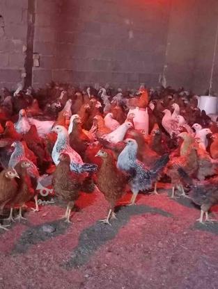 نیمچه مرغو خروس در گروه خرید و فروش ورزش فرهنگ فراغت در تهران در شیپور-عکس1