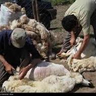 گروه پشم چینی گوسفند