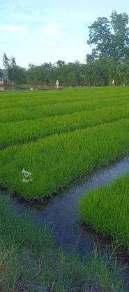 بذر شالی فجر 90 روزه در گروه خرید و فروش صنعتی، اداری و تجاری در گلستان در شیپور-عکس1