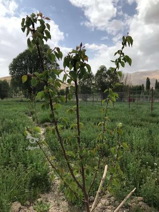 2000 متر زمین باغی در فیروزکوه در گروه خرید و فروش املاک در تهران در شیپور-عکس1