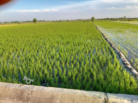 زمین کشاورزی2700متر در گروه خرید و فروش املاک در مازندران در شیپور-عکس1