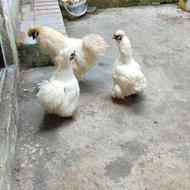 مرغ و خروس ابریشمی