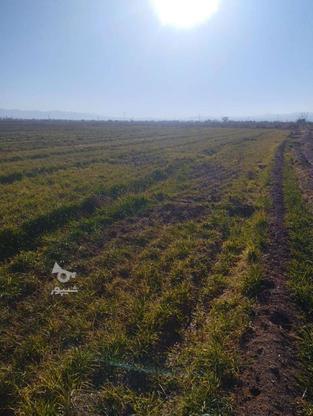 زمین کشاورزی 1 در گروه خرید و فروش املاک در قزوین در شیپور-عکس1