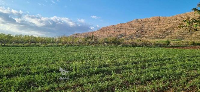فروش زمین و باغچه1000متر در گروه خرید و فروش املاک در فارس در شیپور-عکس1