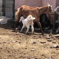 گوسفند بز پاکستانی تمیز قیمت مناسب