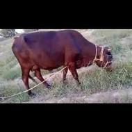 یه عدد گاو خارجی پنجاب با گوساله نر سه ماهه