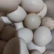 تخم اردک اسرایلی ندفه دار