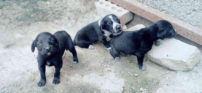 طوله سگ شکاری سیتر آلمان 3 عدد سیاهو سفید واگذاری در گروه خرید و فروش ورزش فرهنگ فراغت در گلستان در شیپور-عکس1