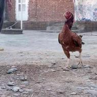مرغ لاری افغان به فروش می‌رسد با قیمت توافقی