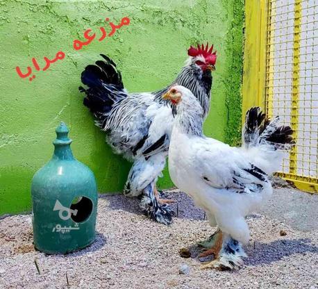 خروس و مرغ تخمگذار در گروه خرید و فروش ورزش فرهنگ فراغت در فارس در شیپور-عکس1