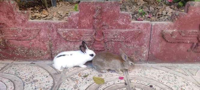 چهار عدد خرگوش کوچولو در گروه خرید و فروش ورزش فرهنگ فراغت در تهران در شیپور-عکس1