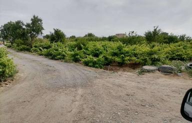 باغ انگوری 5 کیلومتری کاشمر روستا هنداباد