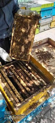 زنبور و عسل در گروه خرید و فروش صنعتی، اداری و تجاری در کرمانشاه در شیپور-عکس1