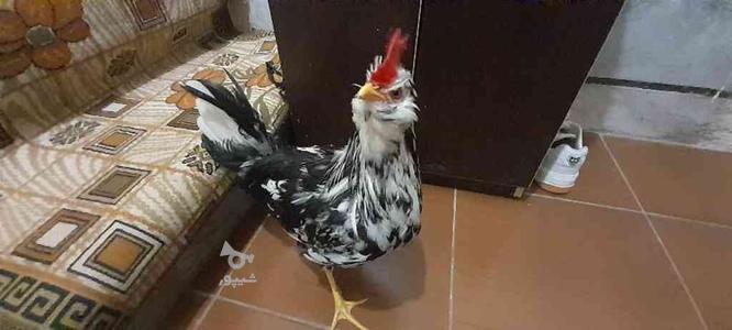 تعداد دو عدد مرغ گلین وتخم مرغ گلین در گروه خرید و فروش ورزش فرهنگ فراغت در مازندران در شیپور-عکس1