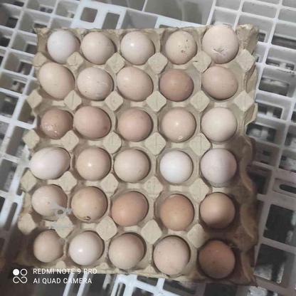 تخم نطفه دار نژاد راس در گروه خرید و فروش ورزش فرهنگ فراغت در خراسان رضوی در شیپور-عکس1