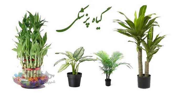 ارائه مشاوره های گیاهپزشکی در گروه خرید و فروش خدمات و کسب و کار در اصفهان در شیپور-عکس1