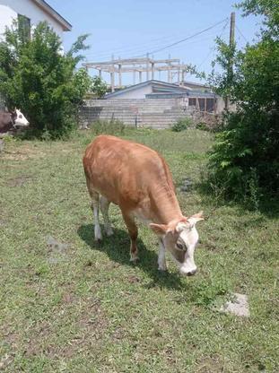 فروش دو عدد گوساله .گاو در گروه خرید و فروش ورزش فرهنگ فراغت در مازندران در شیپور-عکس1