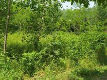 فروش زمین مسکونی 500 متری در نیاکو جاده آستانه در شیپور