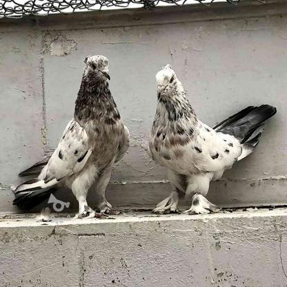 10 جفت کبوتر پرشی دستچین شده در گروه خرید و فروش ورزش فرهنگ فراغت در تهران در شیپور-عکس1