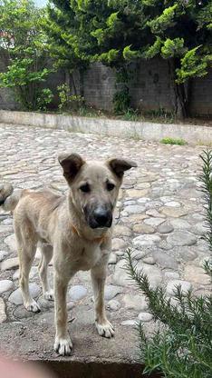 سگ بومی گمشده در گروه خرید و فروش خدمات و کسب و کار در مازندران در شیپور-عکس1