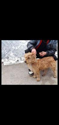 واگذاری سگ پاکوتاه در گروه خرید و فروش ورزش فرهنگ فراغت در مازندران در شیپور-عکس1