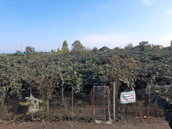 130 درخت کیوی در گروه خرید و فروش املاک در گیلان در شیپور-عکس1