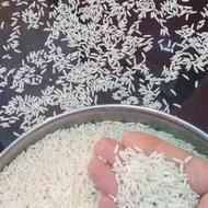 برنج کشت دوم طارم هاشمی اعلا