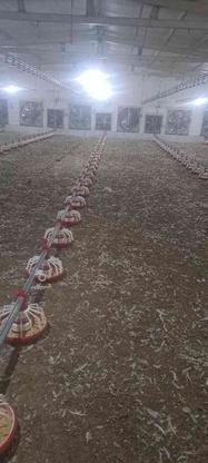 کود مرغ گوشتی در گروه خرید و فروش خدمات و کسب و کار در خراسان رضوی در شیپور-عکس1