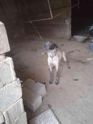 سگ شکاری 6ماه دنبلان خور واگذاری در گروه خرید و فروش ورزش فرهنگ فراغت در گلستان در شیپور-عکس1