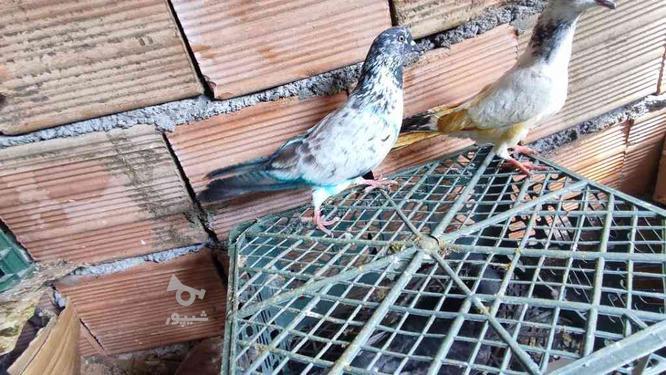کبوترهای پرشی در گروه خرید و فروش ورزش فرهنگ فراغت در مازندران در شیپور-عکس1