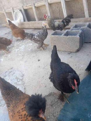 مرغ تخم گذار سن زیر یکسال در گروه خرید و فروش ورزش فرهنگ فراغت در فارس در شیپور-عکس1