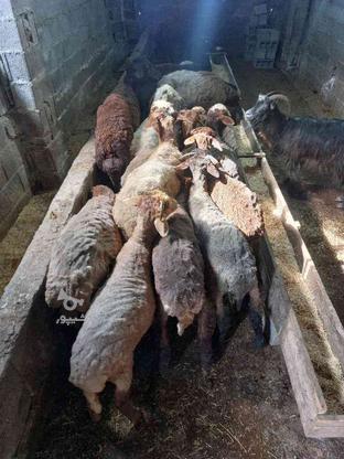 بره نر چاق گوسفند در گروه خرید و فروش ورزش فرهنگ فراغت در مازندران در شیپور-عکس1