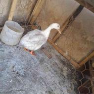 اردک ماده سفید