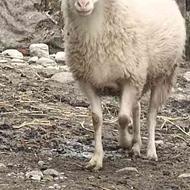 گوسفند نر محلی جنگی جوان